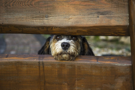 Top Tips for Dog Owners Transitioning to a New Home